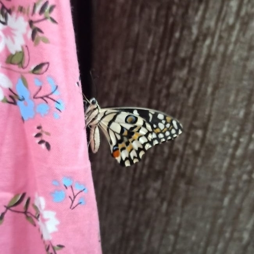 Lime Swallowtail