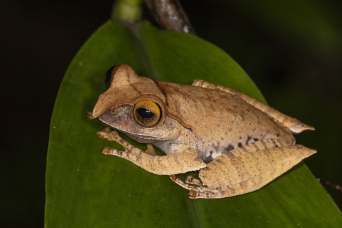 Madagascar Bright-eyed Frog