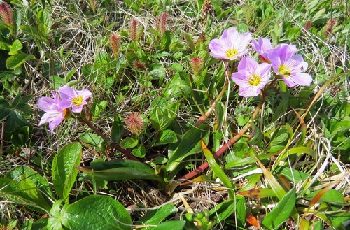 Siberian narrow-leaved claytonia