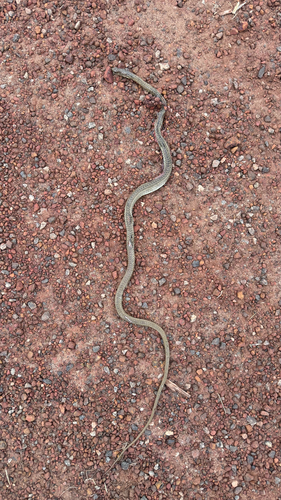 Olive Whip Snake