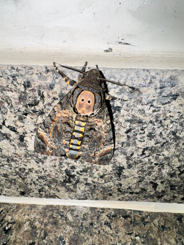 Eastern Death's Head hawkmoth