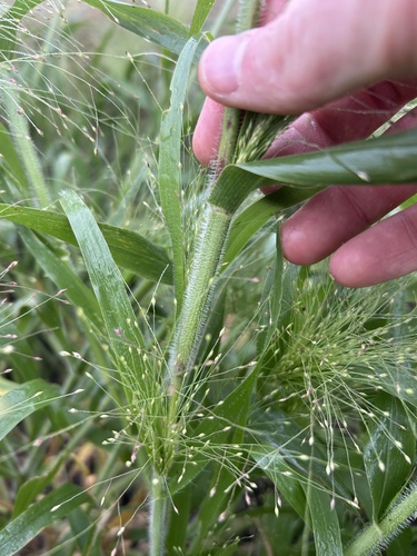 witch grass