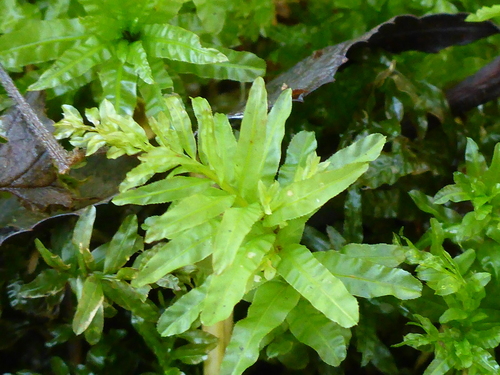 Vingialapė lapūnė nuotrauka