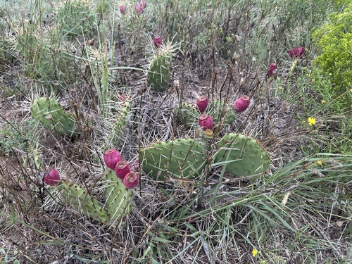 prairie pricklypear