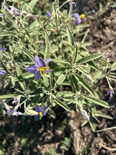 silverleaf nightshade