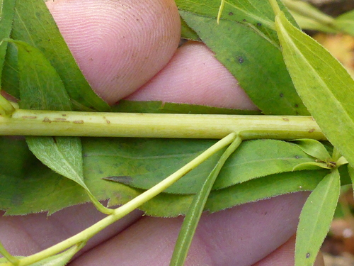 Didžioji rykštenė nuotrauka