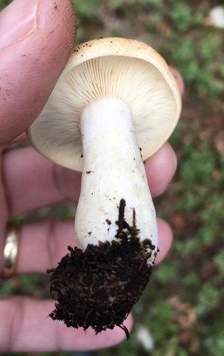 Yellowdrop Milkcap