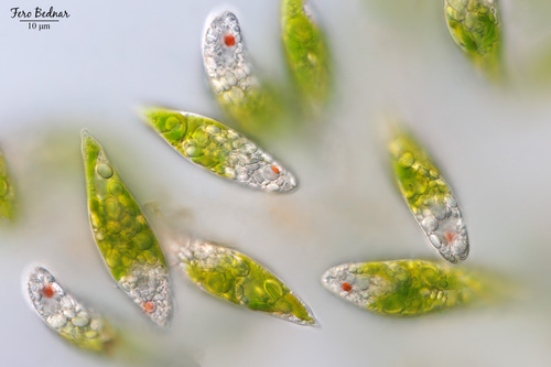 Euglenaformis proxima