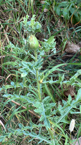 Unknown species found near S Idaho Club Dr, Sandpoint, ID, US