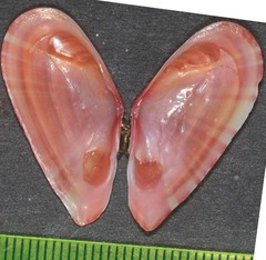 Moerella pulchella image