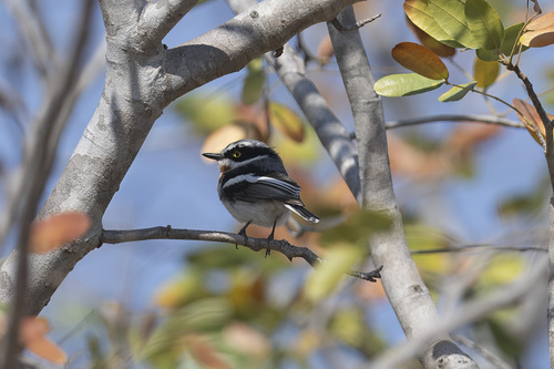Chinspot Batis