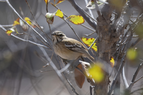 White-browed Scrub-Robin