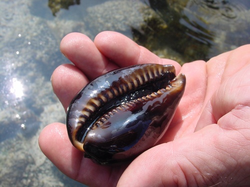 Humpback Cowry