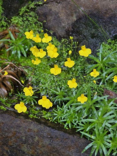 Utricularia flaccida