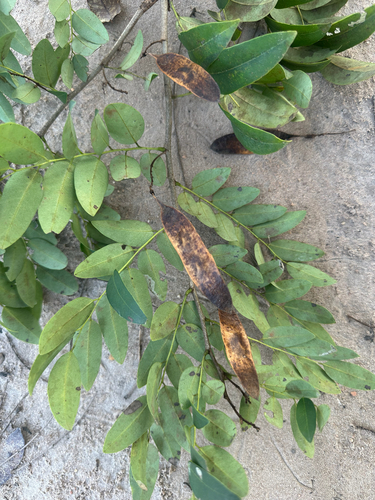 Amazon Rosewood (Dalbergia spruceana)