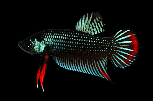 Betta imbellis (Peaceful Betta) photo