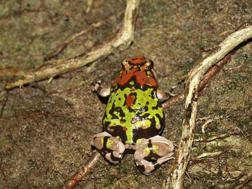 Gottlebe's Narrow-mouthed Frog