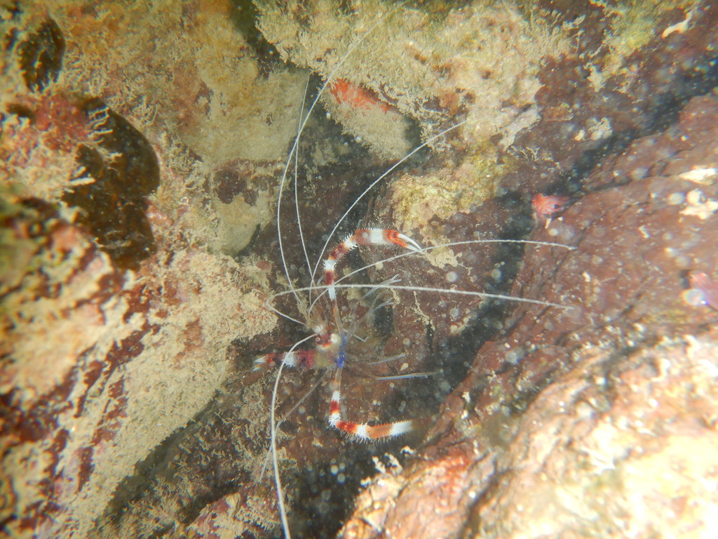 Banded coral shrimp