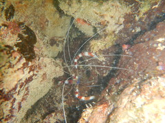 Banded coral shrimp