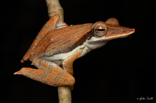 Sharp-snout Saddled Tree Frog