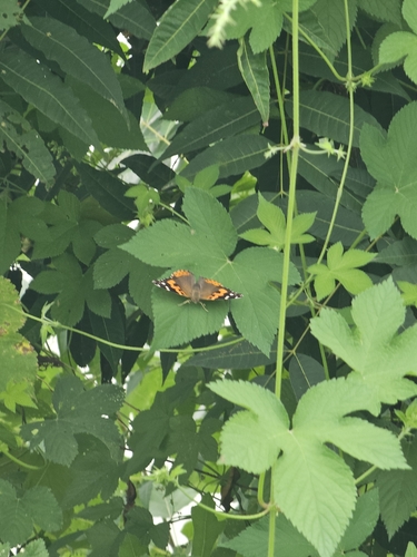 Indian Red Admiral