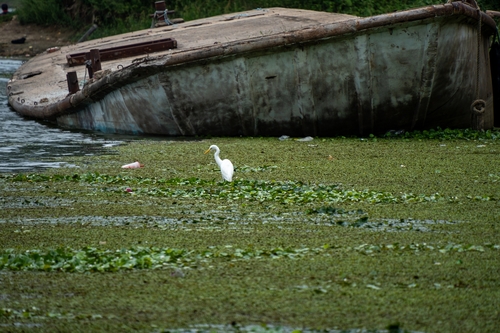 Medium Egret