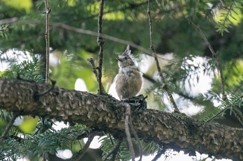 Gray-crested Tit