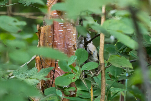 Grey-hooded Fulvetta