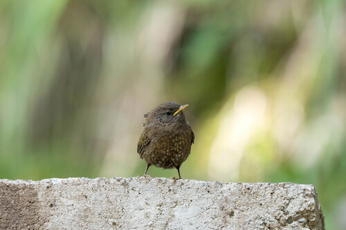 Eurasian Wren