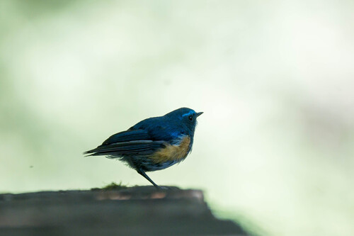 Himalayan Bluetail