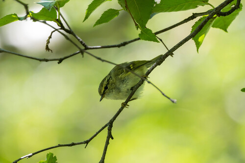 Sichuan Leaf Warbler
