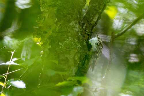 Eurasian Treecreeper
