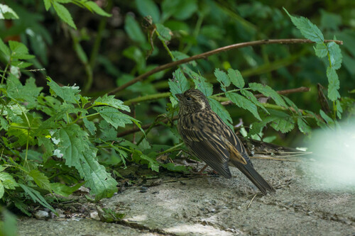 Chinese White-browed Rosefinch