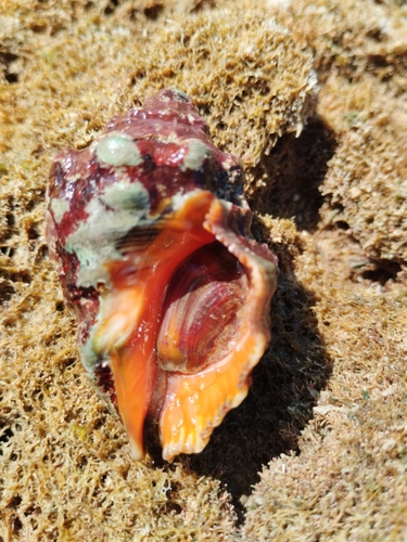 Stramonita haemastoma