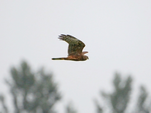 Pied Harrier