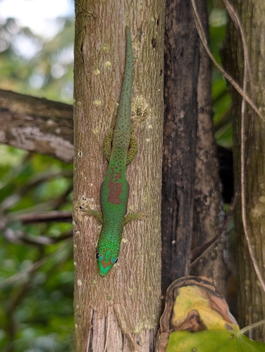 Phelsuma lineata lineata
