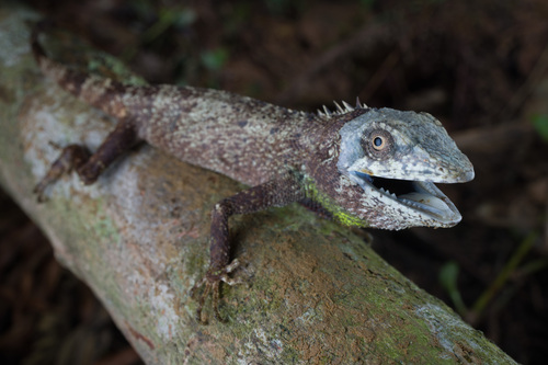 Burmese False Bloodsucker