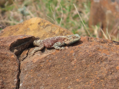 Southern Rock Agama