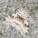 Lymantria orestera - Photo (c) Roger C. Kendrick, todos los derechos reservados, subido por Roger C. Kendrick