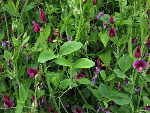 Tangier Pea