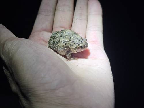 Boreal Digging Frog