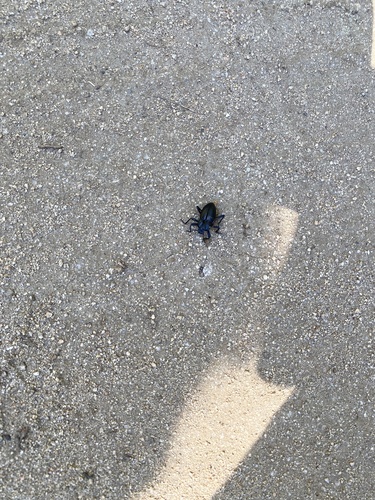 iNaturalist observation photo of Desert Stink Beetles