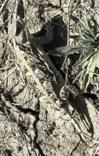 iNaturalist observation 2025-09-06