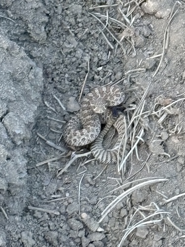 iNaturalist observation 2025-09-06