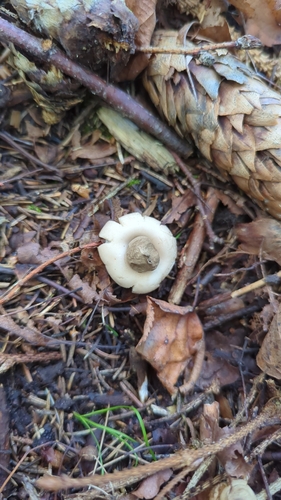 Sessile Earthstar