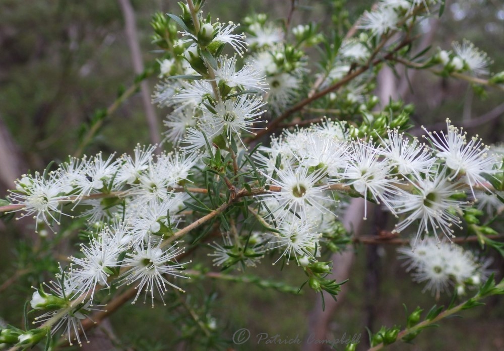 WHITE KUNZEA 'TICK BUSH' (Kunzea Ambigua) SEEDS 'Bush Tucker Plant ...