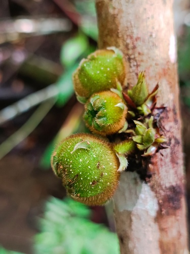 Ficus adelpha