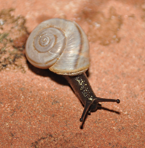 Phoenix talussnail