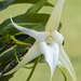 Comet Orchids - Photo (c) ivanparr, all rights reserved, uploaded by ivanparr