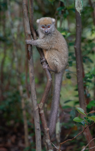 Eastern Lesser Bamboo Lemur